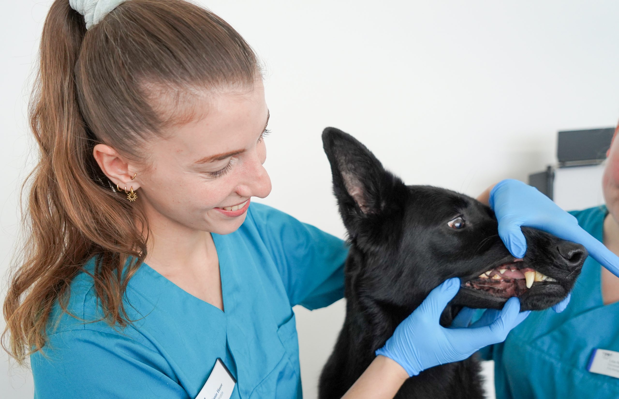 Tierärztezentrum Neuland Bergheim – Tierarzt Bergheim | Kleintiermedizin Hunde & Katzen | Zahnheilkunde