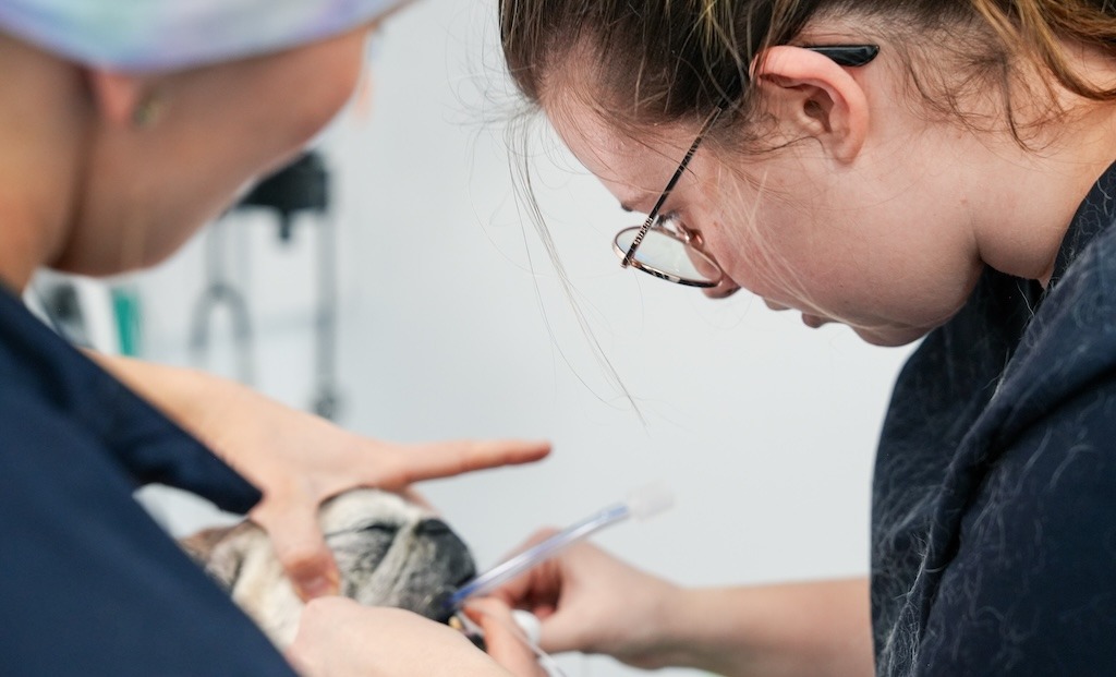 Tiermedizinische/r Fachangestellte/r (m/w/d) mit Schwerpunkt Operation/Anästhesie – Tierarzt Bergheim