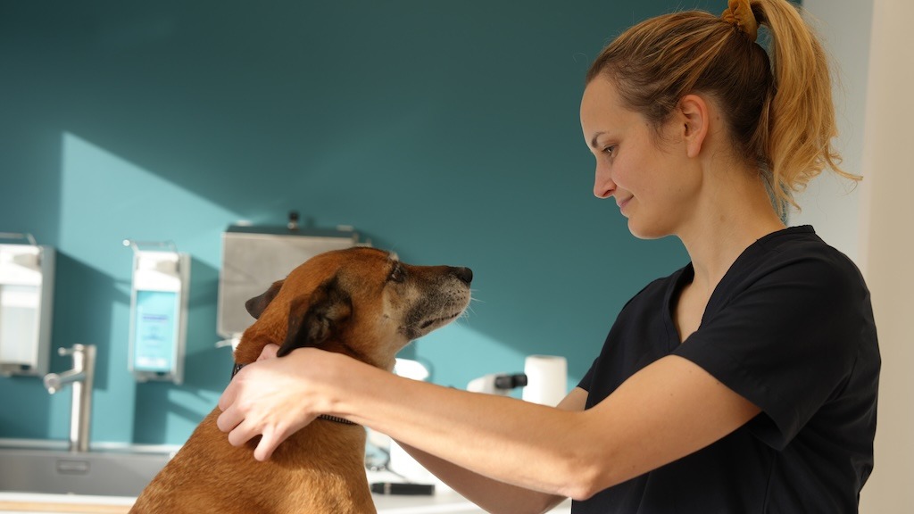 Tierärztin/Tierarzt (m/w/d) für Neurologie und Neurochirurgie – mit Spezialisierung – Tierarzt Bergheim