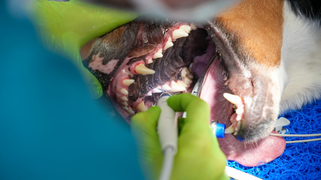 Tierärztin/Tierarzt (m/w/d) für Zahnheilkunde – Zusatzbezeichnung, Diplomate oder erfahrene:r Kollege:in mit dentalem Schwerpunkt