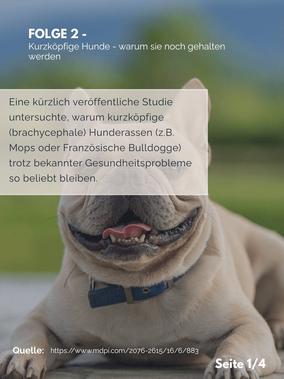 Tierärztezentrum Neuland in Bergheim Moderne Tiermedizin mit Herz Der Professor erklärt – Folge 2: Kurzköpfige Hunde – warum sie weiterhin gehalten werden