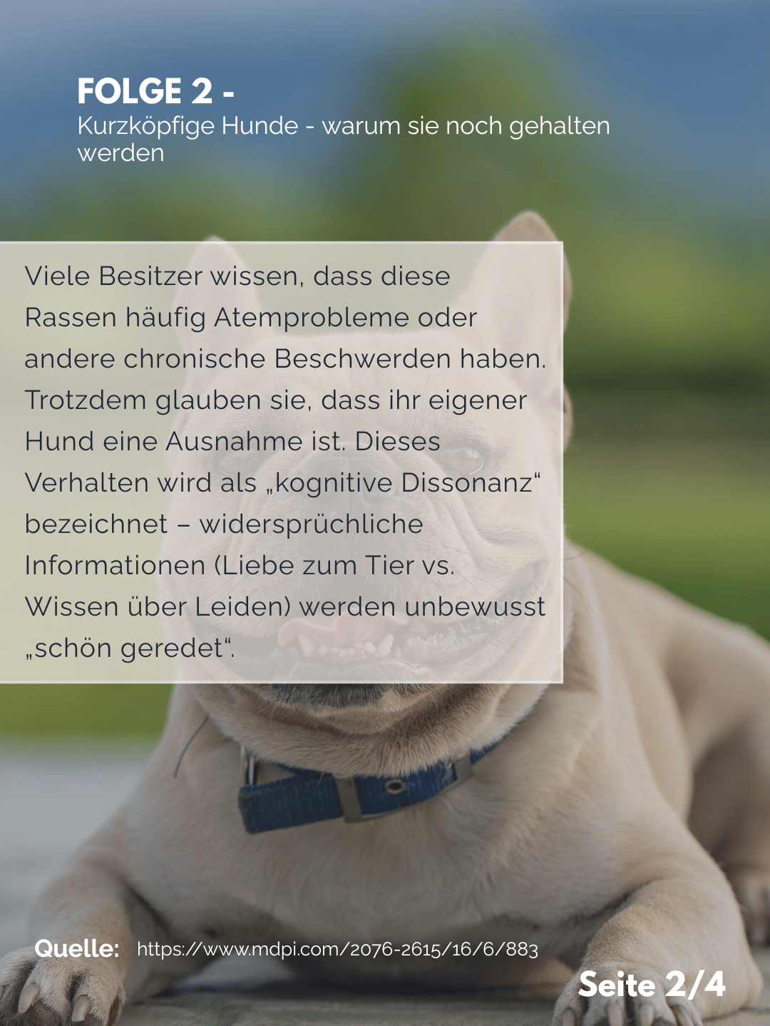 Tierärztezentrum Neuland in Bergheim Moderne Tiermedizin mit Herz Der Professor erklärt – Folge 2: Kurzköpfige Hunde – warum sie weiterhin gehalten werden