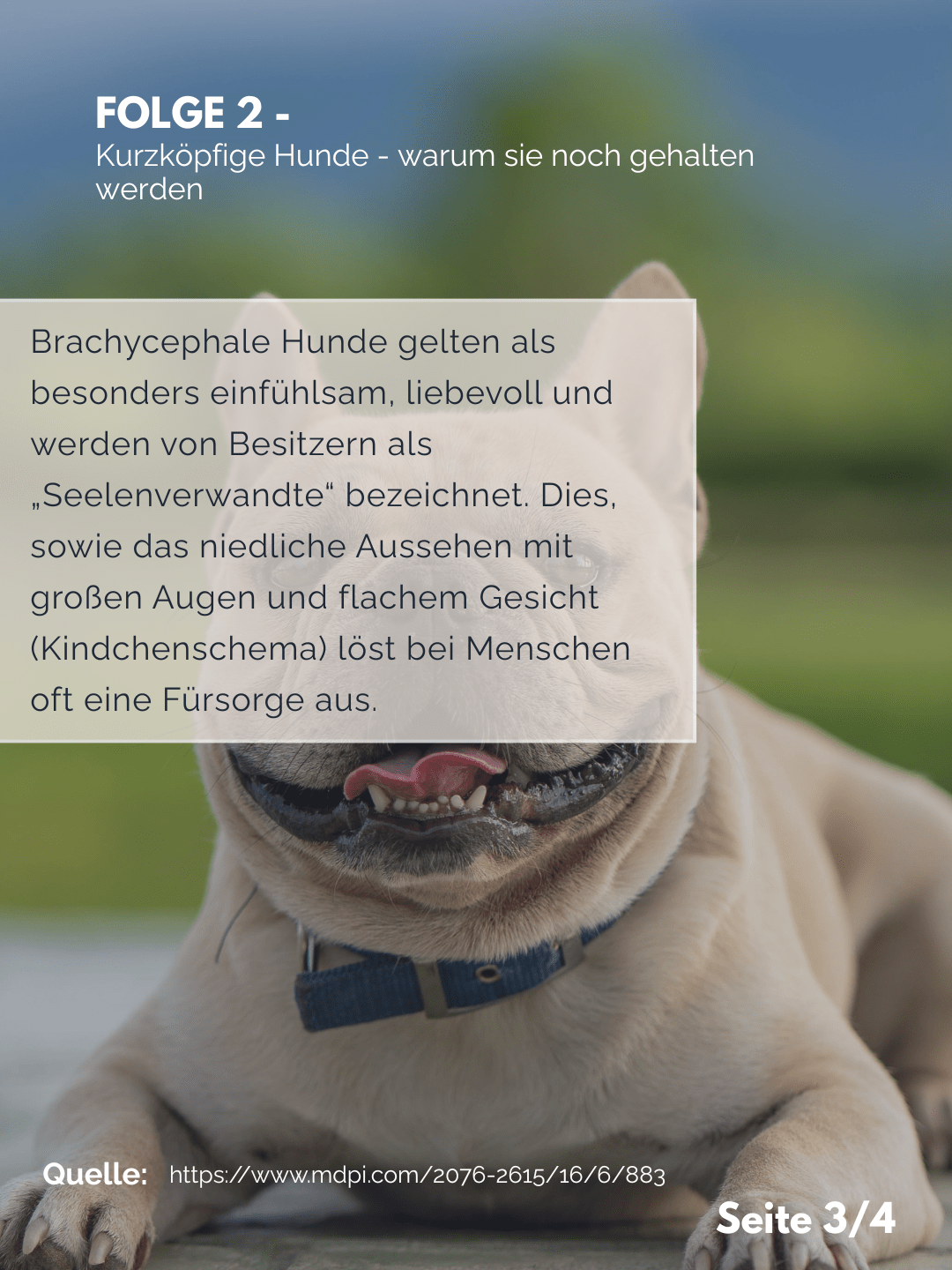 Tierärztezentrum Neuland in Bergheim Moderne Tiermedizin mit Herz Der Professor erklärt – Folge 2: Kurzköpfige Hunde – warum sie weiterhin gehalten werden