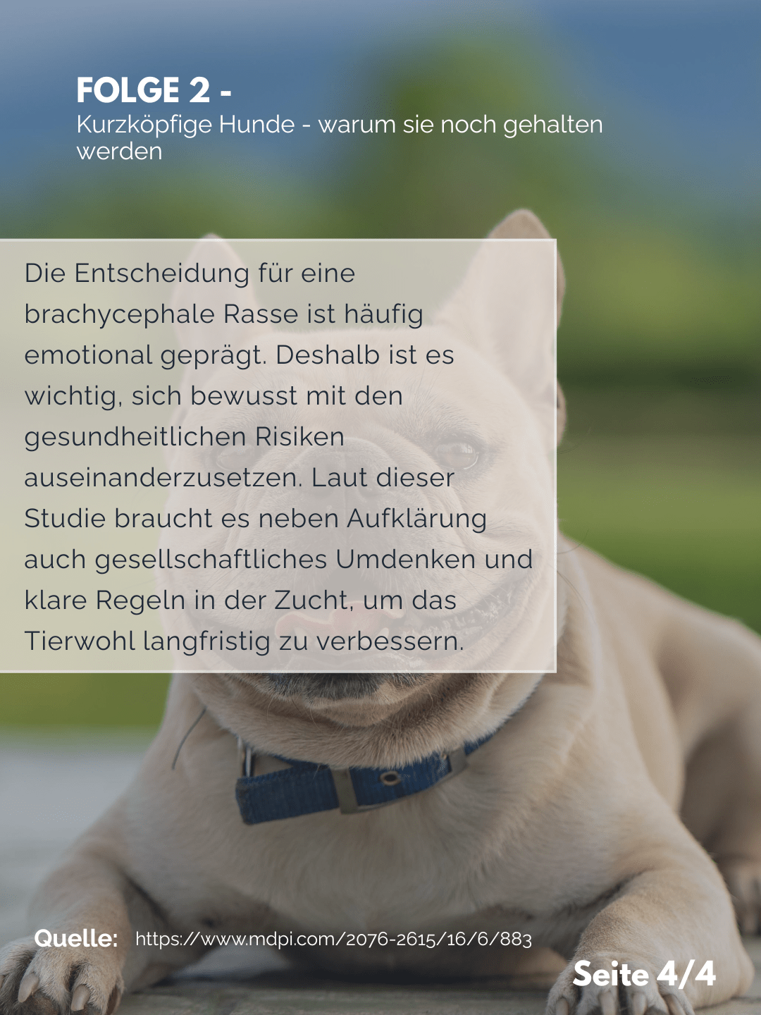 Tierärztezentrum Neuland in Bergheim Moderne Tiermedizin mit Herz Der Professor erklärt – Folge 2: Kurzköpfige Hunde – warum sie weiterhin gehalten werden