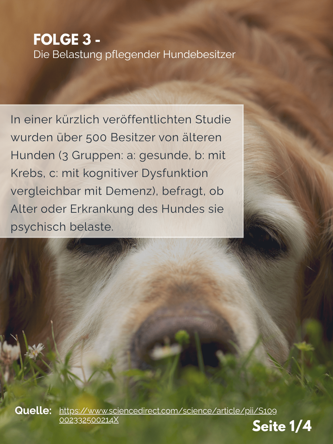 Tierärztezentrum Neuland in Bergheim Moderne Tiermedizin mit Herz Der Professor erklärt – Folge 3: Die Belastung pflegender Hundebesitzer