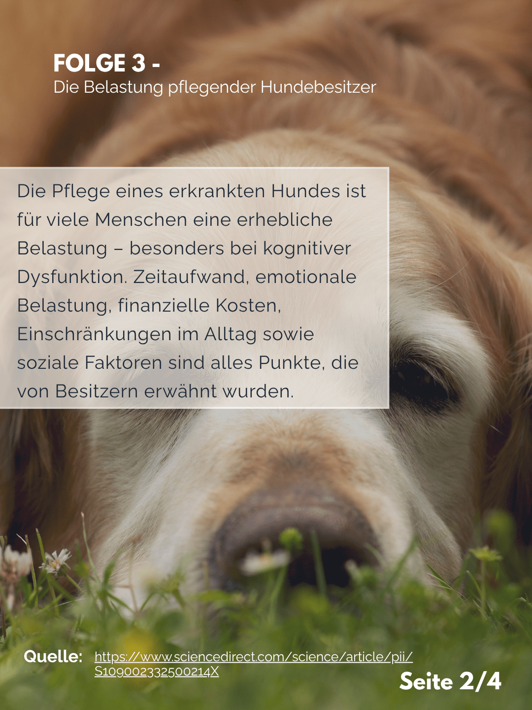 Tierärztezentrum Neuland in Bergheim Moderne Tiermedizin mit Herz Der Professor erklärt – Folge 3: Die Belastung pflegender Hundebesitzer
