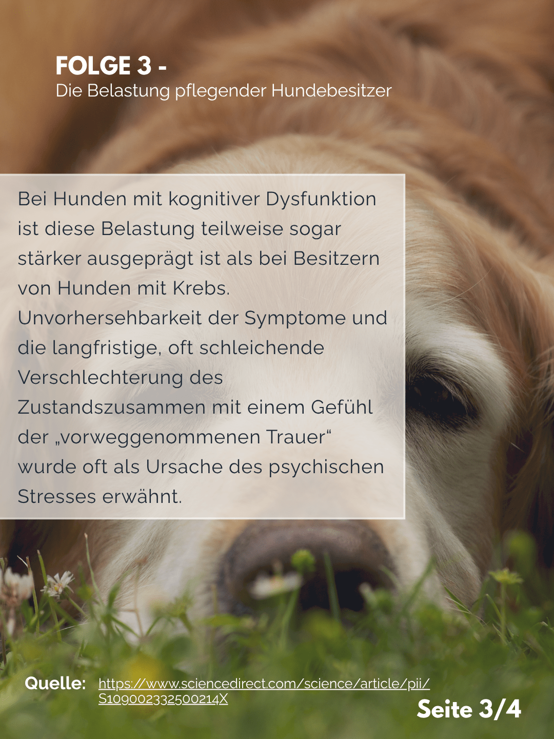 Tierärztezentrum Neuland in Bergheim Moderne Tiermedizin mit Herz Der Professor erklärt – Folge 3: Die Belastung pflegender Hundebesitzer