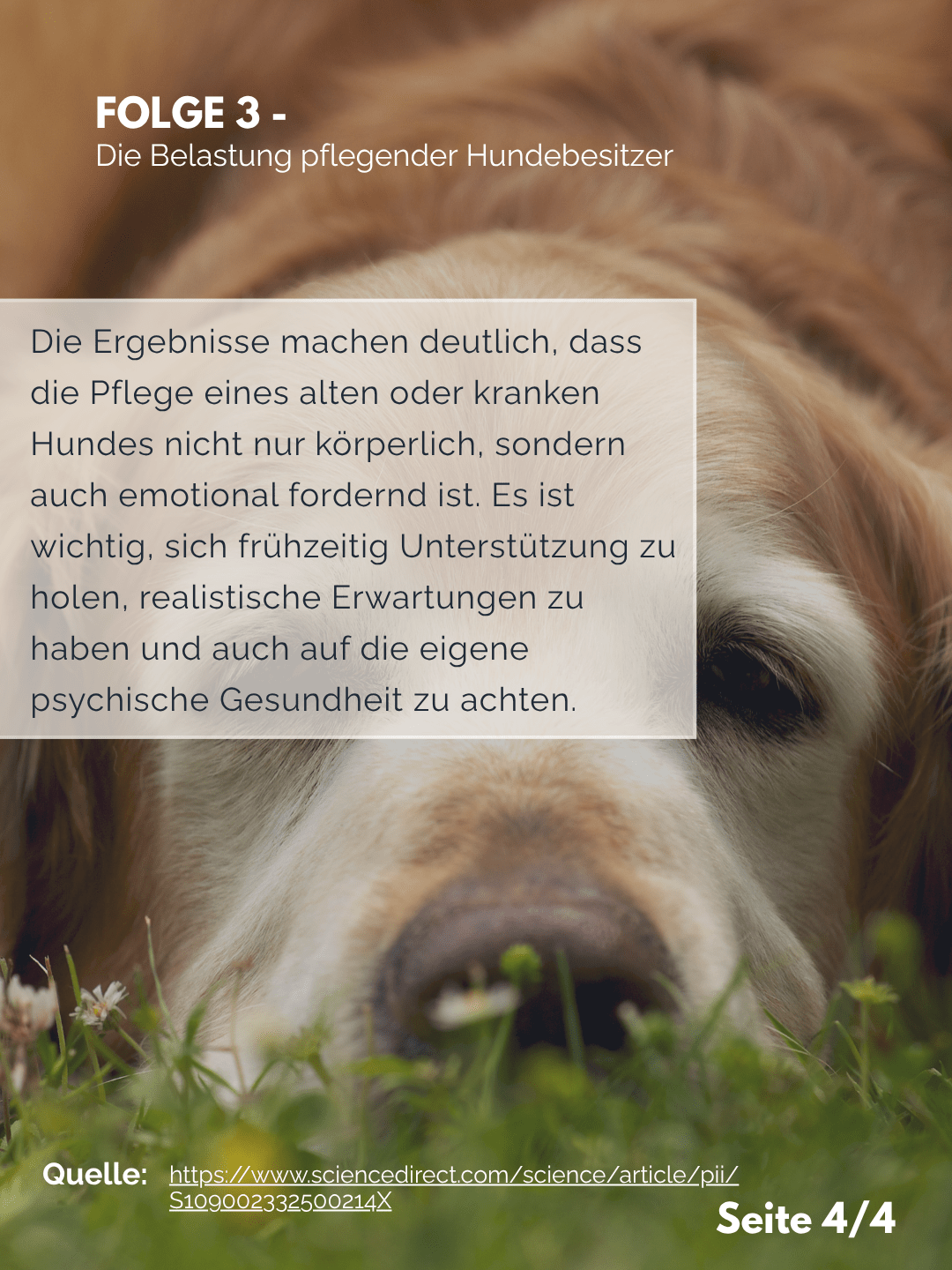 Tierärztezentrum Neuland in Bergheim Moderne Tiermedizin mit Herz Der Professor erklärt – Folge 3: Die Belastung pflegender Hundebesitzer
