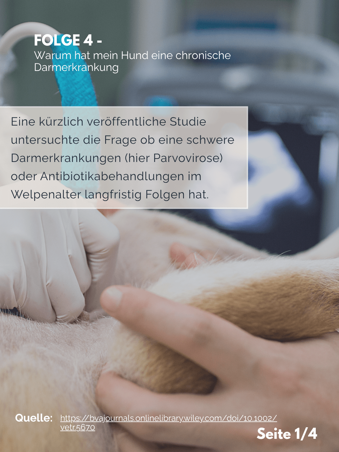 Tierärztezentrum Neuland in Bergheim Moderne Tiermedizin mit Herz Der Professor erklärt – Folge 4: Chronische Darmerkrankung – was ist der Auslöser?