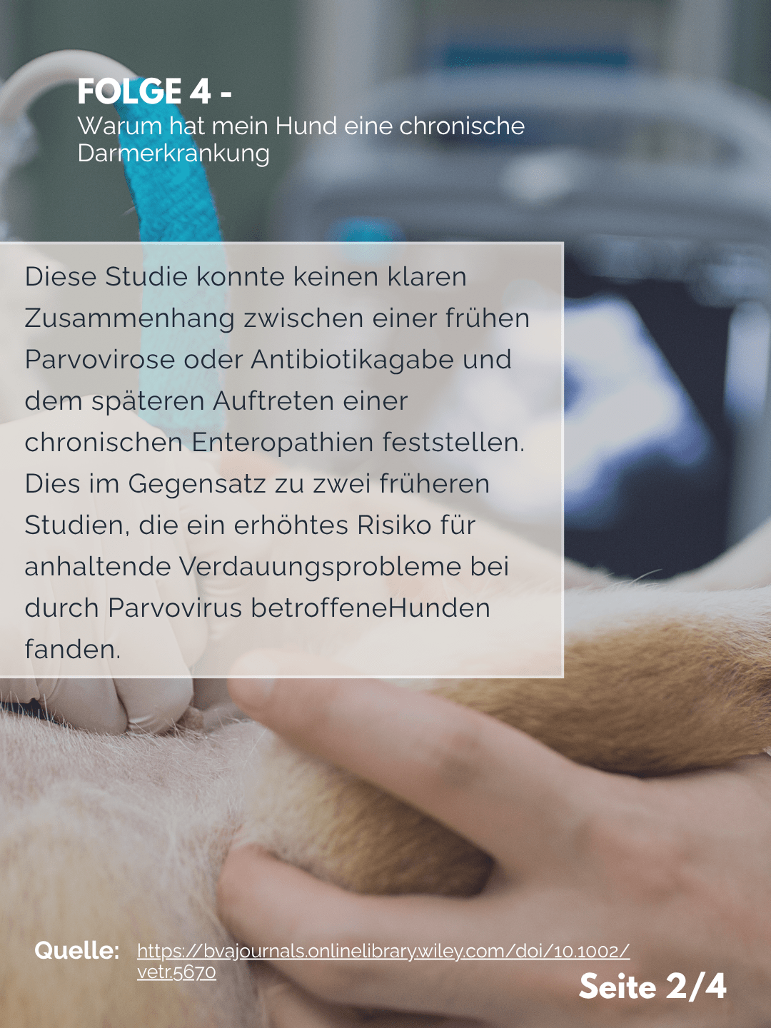 Tierärztezentrum Neuland in Bergheim Moderne Tiermedizin mit Herz Der Professor erklärt – Folge 4: Chronische Darmerkrankung – was ist der Auslöser?