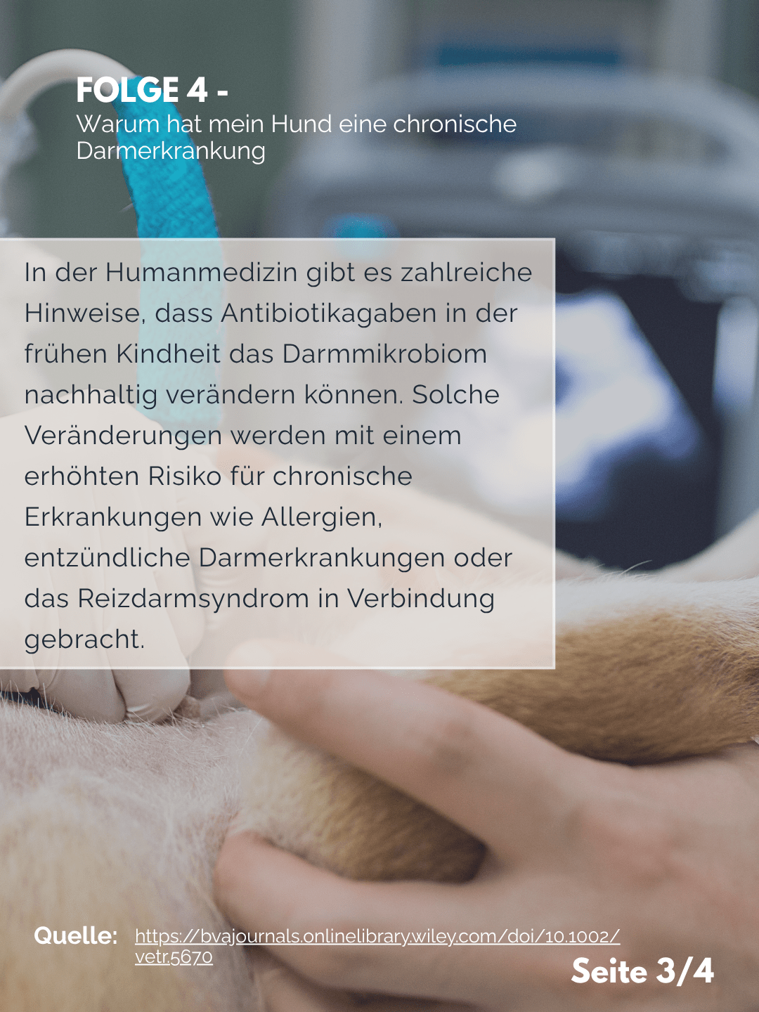 Tierärztezentrum Neuland in Bergheim Moderne Tiermedizin mit Herz Der Professor erklärt – Folge 4: Chronische Darmerkrankung – was ist der Auslöser?