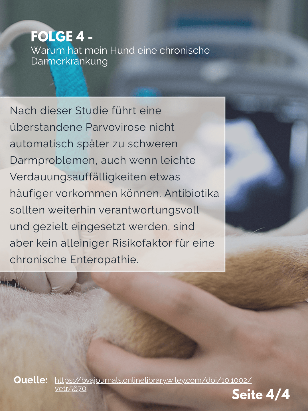 Tierärztezentrum Neuland in Bergheim Moderne Tiermedizin mit Herz Der Professor erklärt – Folge 4: Chronische Darmerkrankung – was ist der Auslöser?