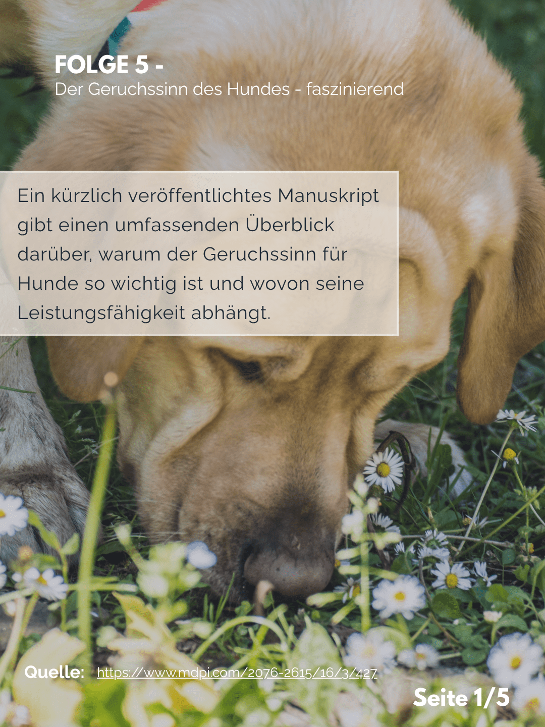 Der Professor erklärt – Folge 5: Der Geruchssinn des Hundes – faszinierend
