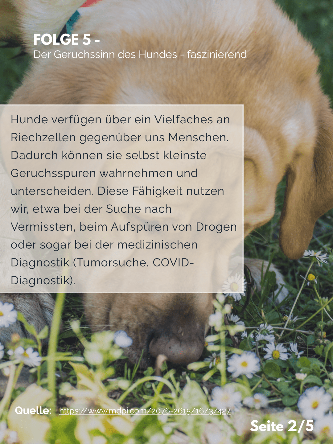 Der Professor erklärt – Folge 5: Der Geruchssinn des Hundes – faszinierend