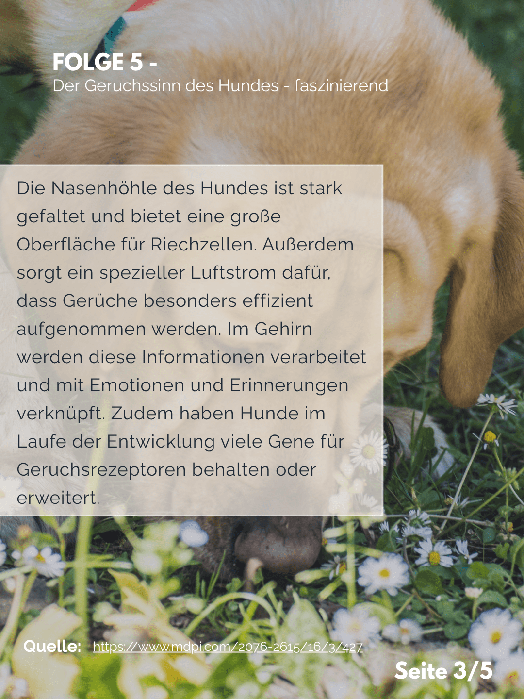 Der Professor erklärt – Folge 5: Der Geruchssinn des Hundes – faszinierend