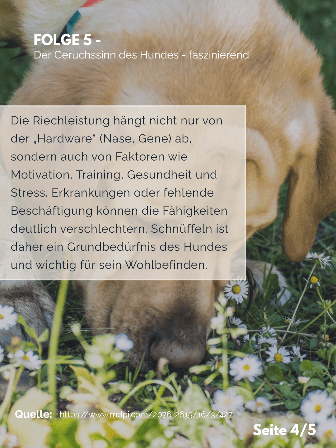 Der Professor erklärt – Folge 5: Der Geruchssinn des Hundes – faszinierend