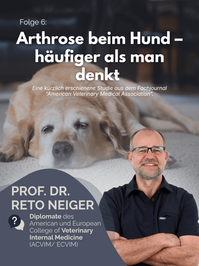 Arthrose beim Hund – deutlich häufiger als vermutet (Studie erklärt von Prof. Dr. Reto Neiger)
