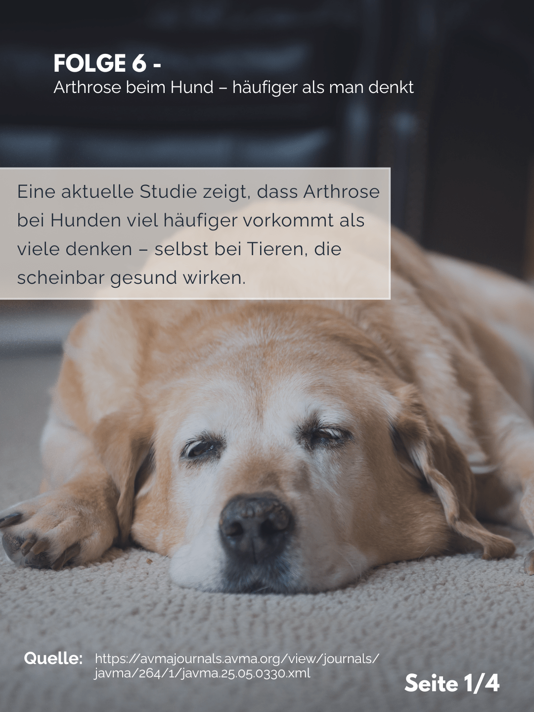 Tierärztezentrum Neuland in Bergheim Moderne Tiermedizin mit Herz Der Professor erklärt – Folge 6: Arthrose beim Hund – häufiger als man denkt
