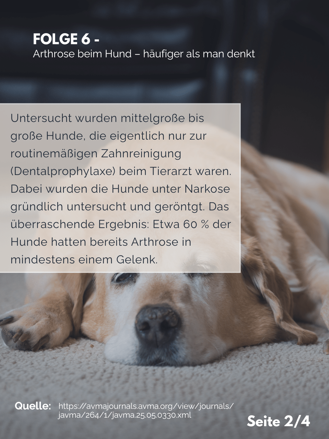 Tierärztezentrum Neuland in Bergheim Moderne Tiermedizin mit Herz Der Professor erklärt – Folge 6: Arthrose beim Hund – häufiger als man denkt