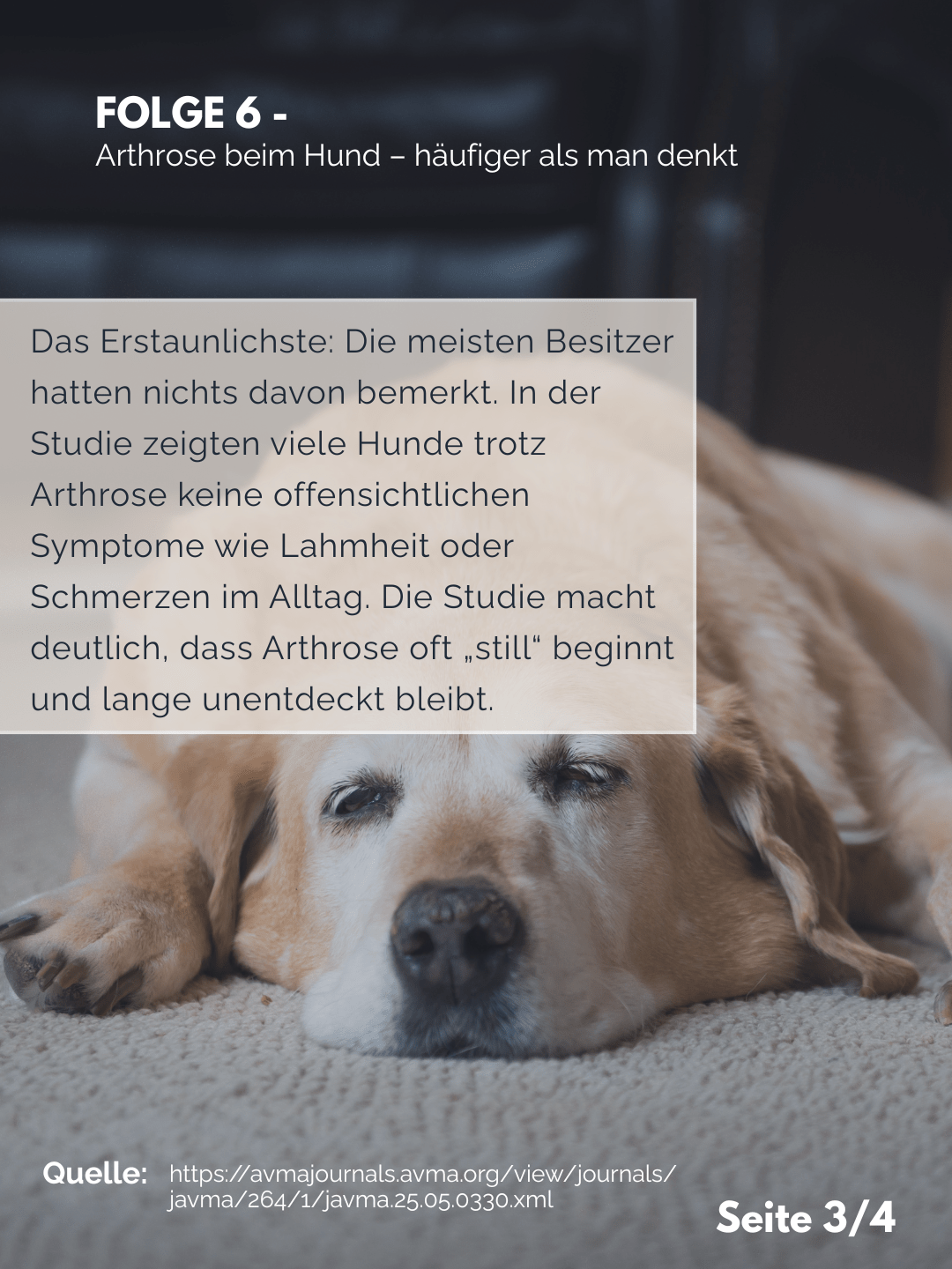Tierärztezentrum Neuland in Bergheim Moderne Tiermedizin mit Herz Der Professor erklärt – Folge 6: Arthrose beim Hund – häufiger als man denkt