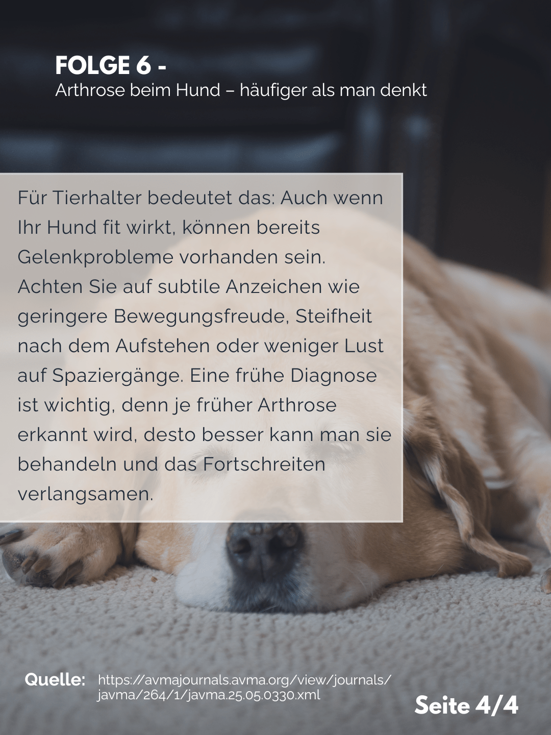 Tierärztezentrum Neuland in Bergheim Moderne Tiermedizin mit Herz Der Professor erklärt – Folge 6: Arthrose beim Hund – häufiger als man denkt