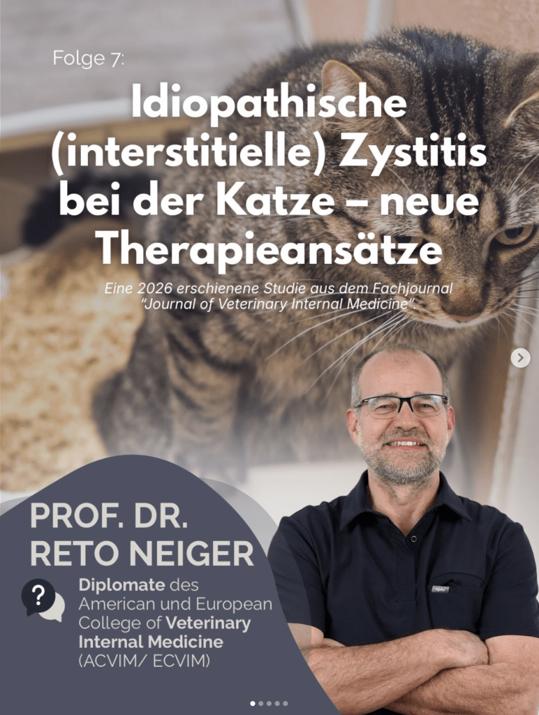 Niedrigdosis-Strahlentherapie bei idiopathischer Zystitis der Katze – neue Studie erklärt von Prof. Dr. Reto Neiger