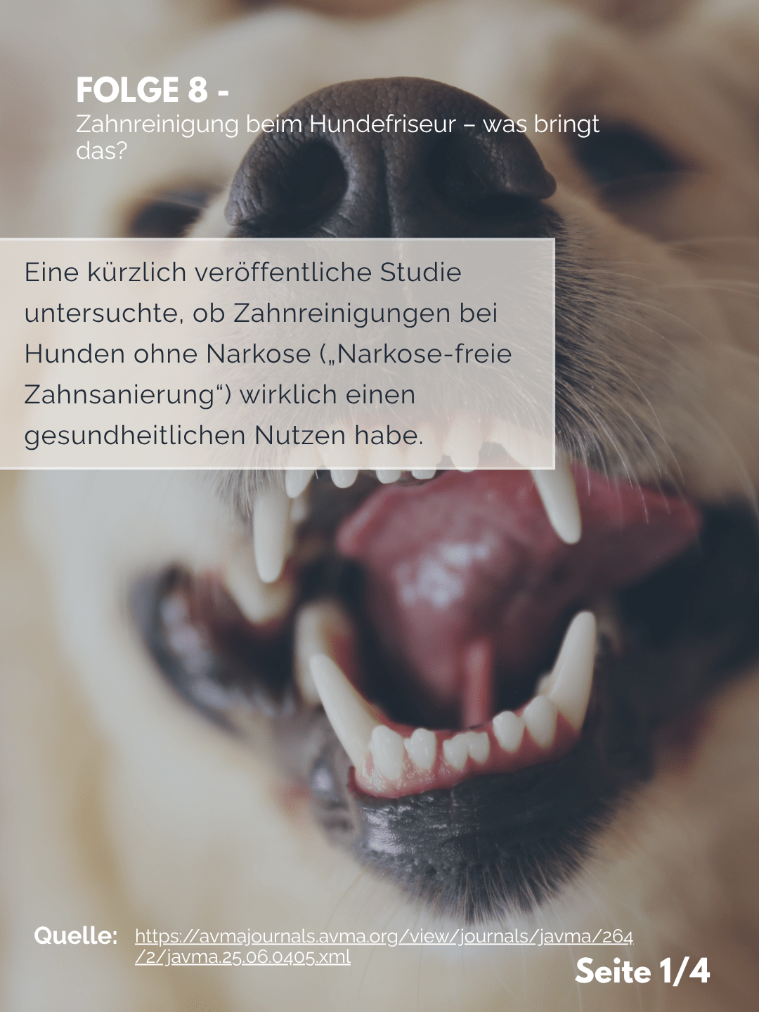 Tierärztezentrum Neuland in Bergheim Moderne Tiermedizin mit Herz Der Professor erklärt – Folge 8: Zahnreinigung ohne Narkose – was bringt das?