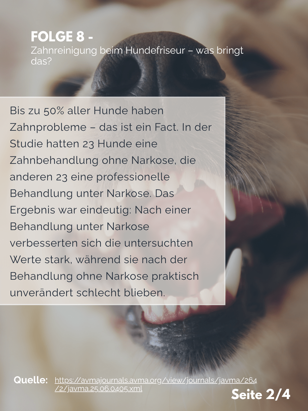 Tierärztezentrum Neuland in Bergheim Moderne Tiermedizin mit Herz Der Professor erklärt – Folge 8: Zahnreinigung ohne Narkose – was bringt das?