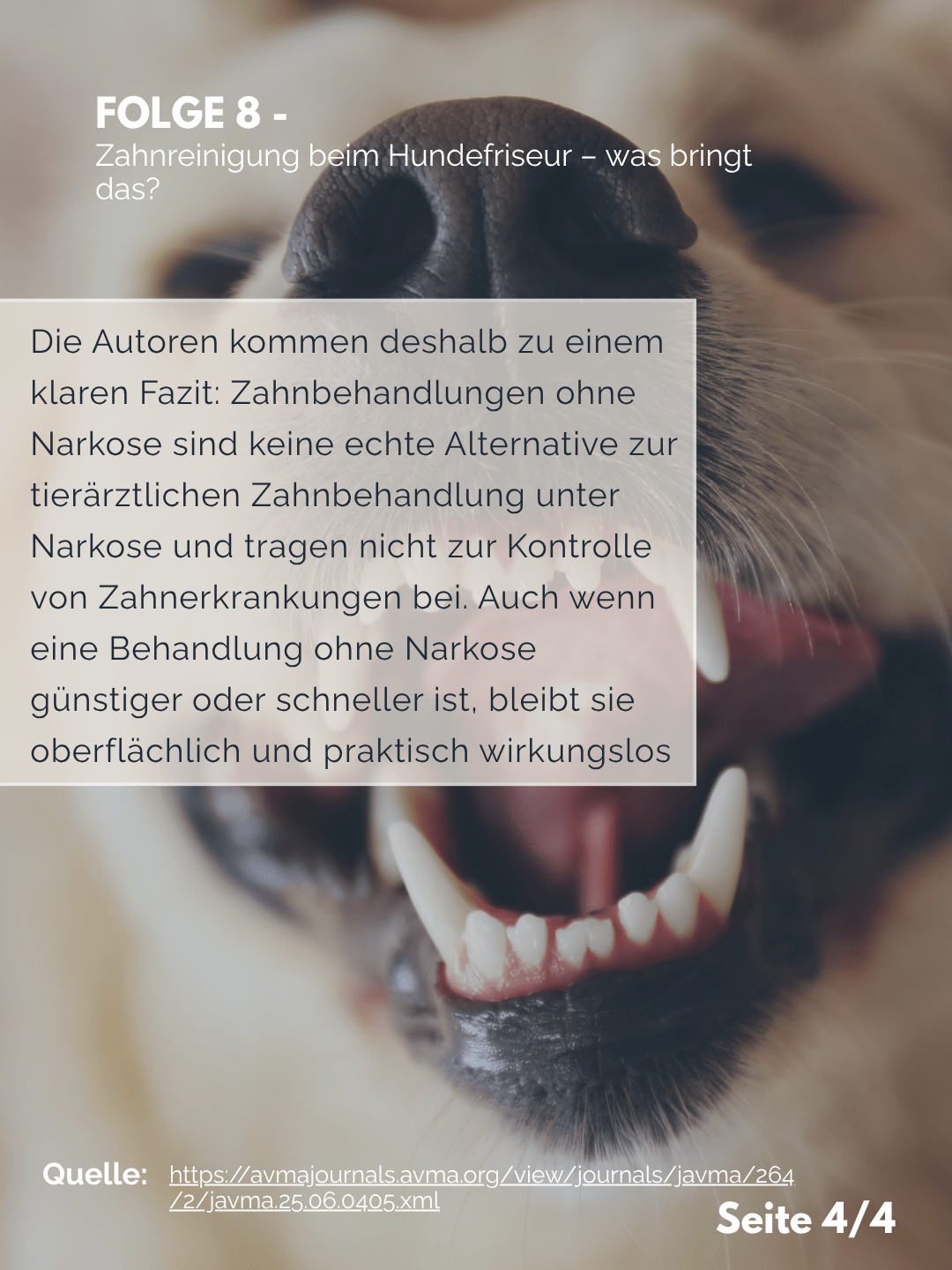 Tierärztezentrum Neuland in Bergheim Moderne Tiermedizin mit Herz Der Professor erklärt – Folge 8: Zahnreinigung ohne Narkose – was bringt das?