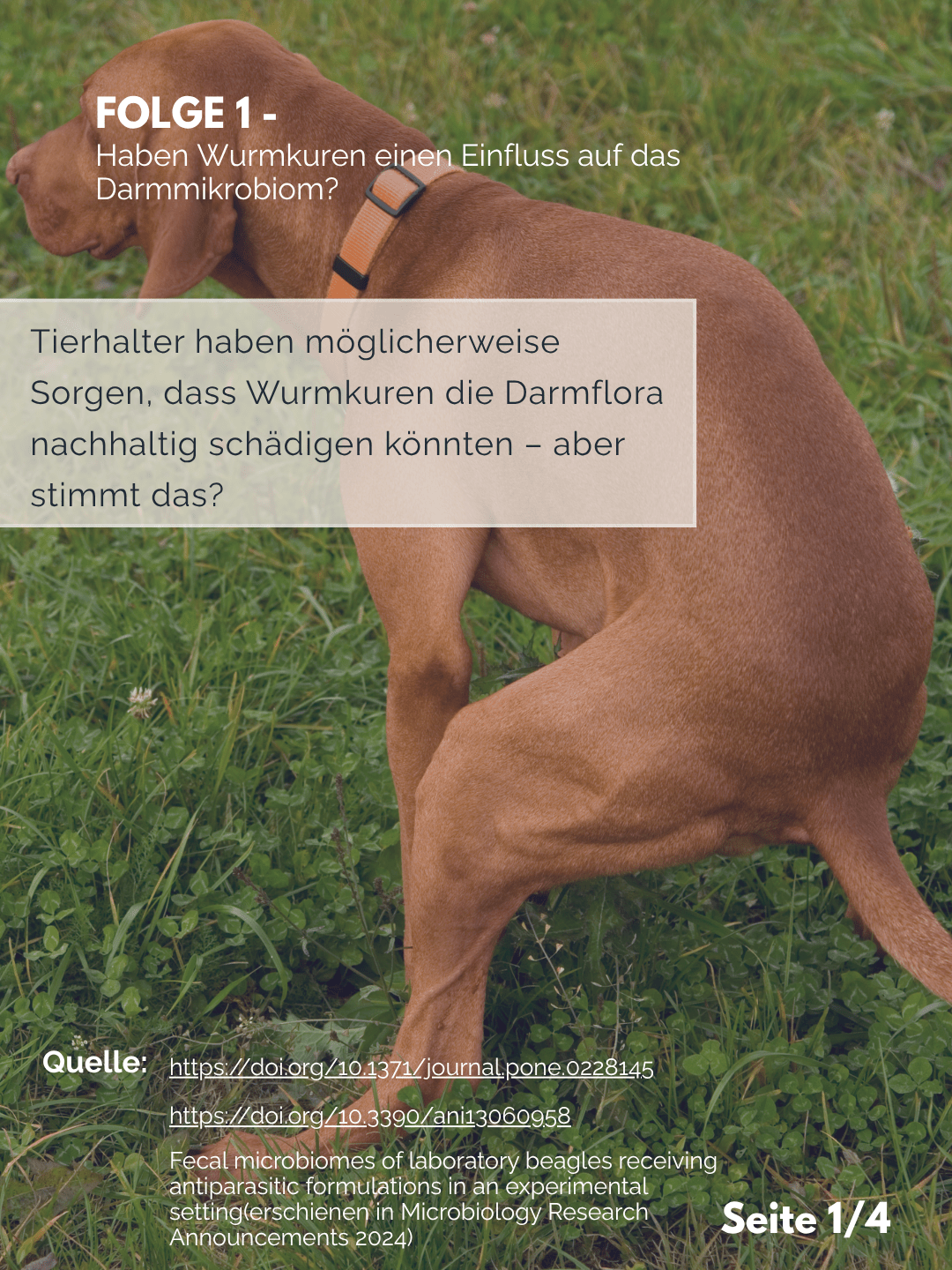 Tierärztezentrum Neuland in Bergheim Moderne Tiermedizin mit Herz Frag den Professor F1 – Wurmkuren und Darmmikrobiom