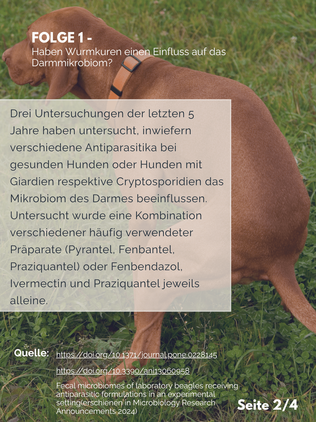 Tierärztezentrum Neuland in Bergheim Moderne Tiermedizin mit Herz Frag den Professor F1 – Wurmkuren und Darmmikrobiom