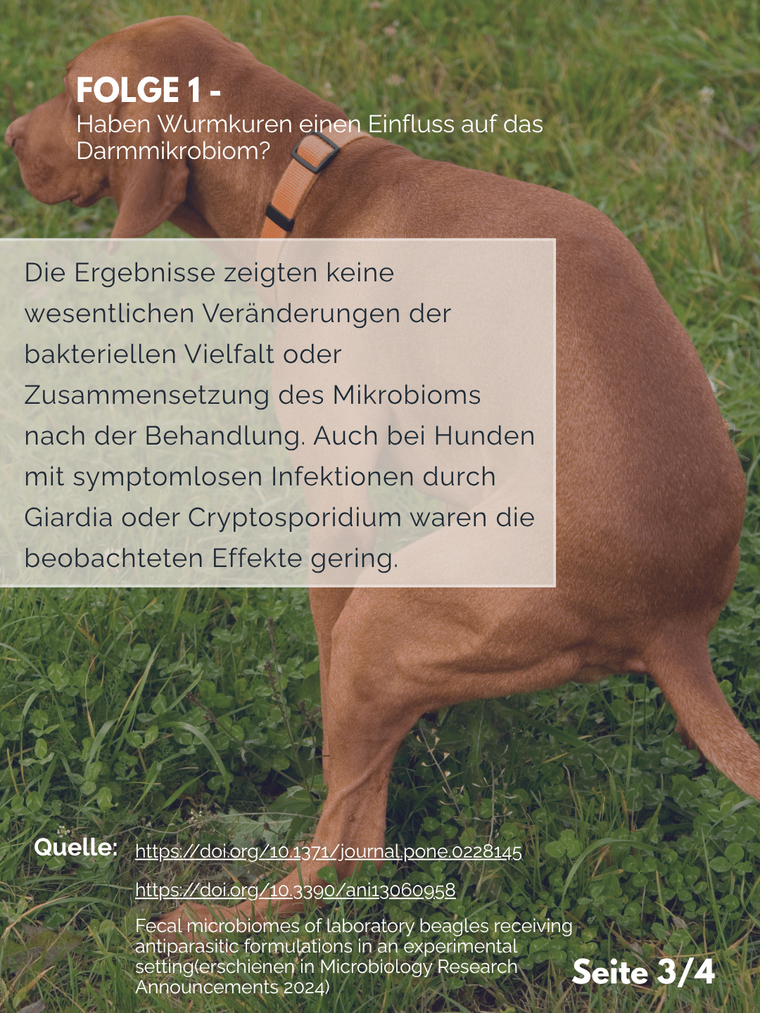 Tierärztezentrum Neuland in Bergheim Moderne Tiermedizin mit Herz Frag den Professor F1 – Wurmkuren und Darmmikrobiom